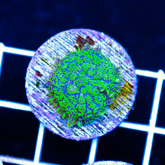 Radical Rhodactis #2