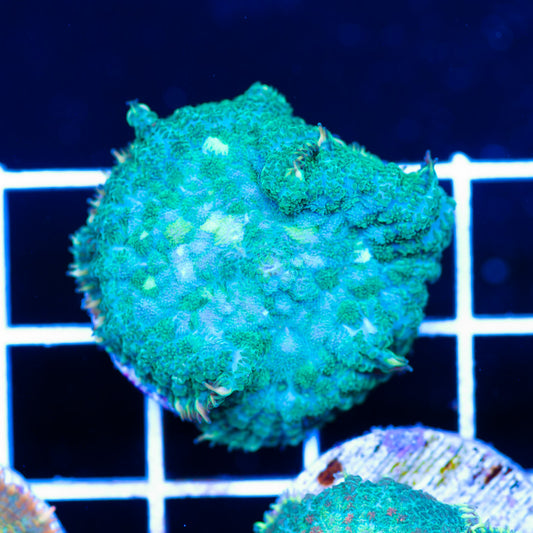 Radical Rhodactis #3