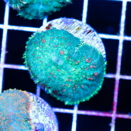 Radical Rhodactis #4