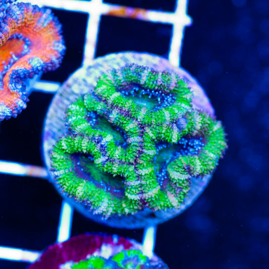Awesome Aussie Acan #1