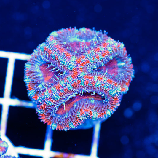 Awesome Aussie Acan #2