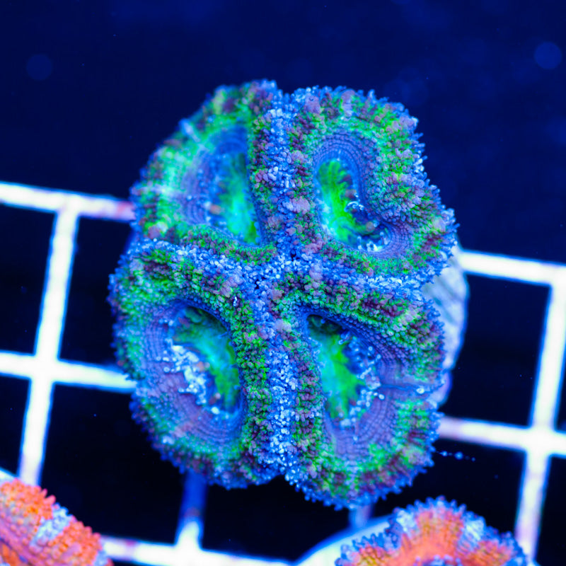 Awesome Aussie Acan #3