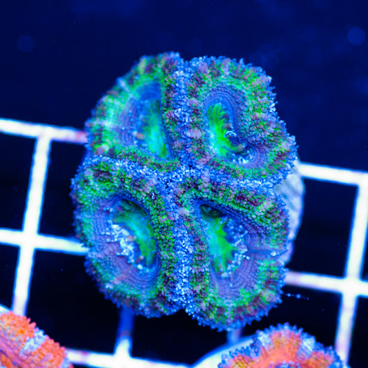 Awesome Aussie Acan #3