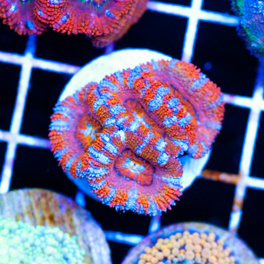 Aussie Rainbow Acan #2
