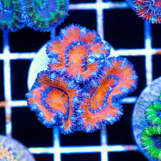 Awesome Aussie Acan #4