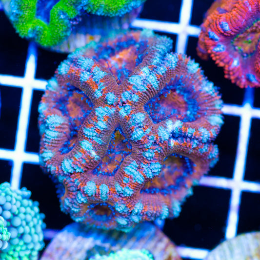 Awesome Aussie Acan #5