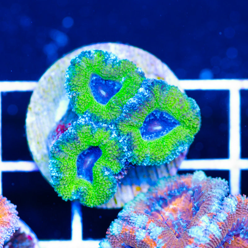 Awesome Aussie Acan #6