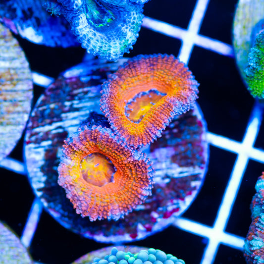 Awesome Aussie Acan #7