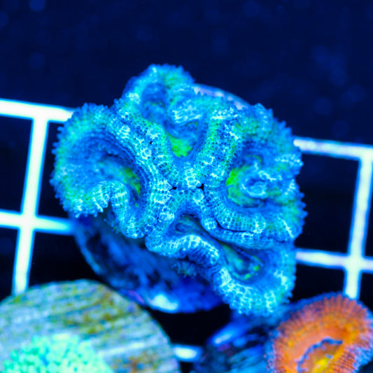 Awesome Aussie Acan #8