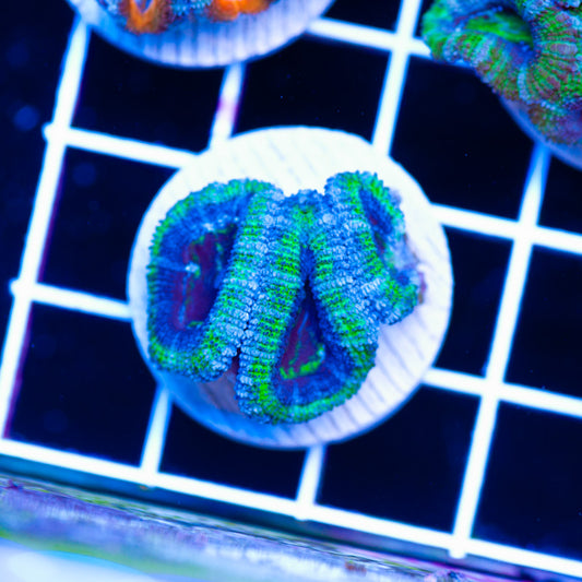 Awesome Aussie Acan #7