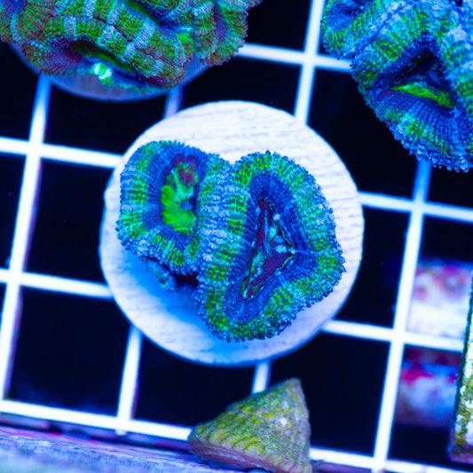 Awesome Aussie Acan #8