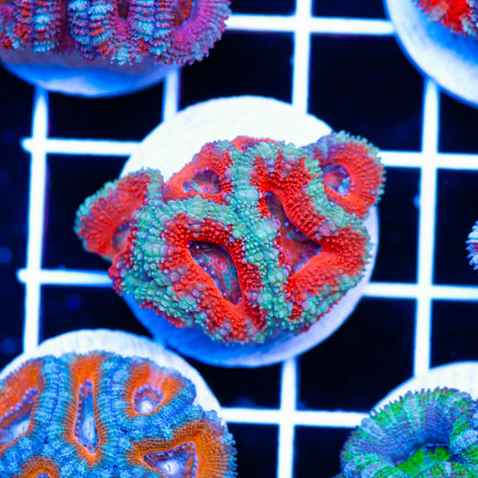 Awesome Aussie Acan #10