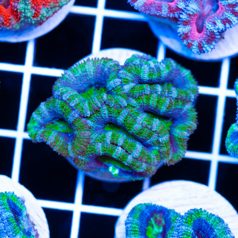 Awesome Aussie Acan #14