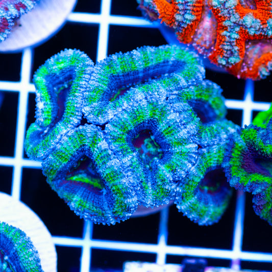 Awesome Aussie Acan #15
