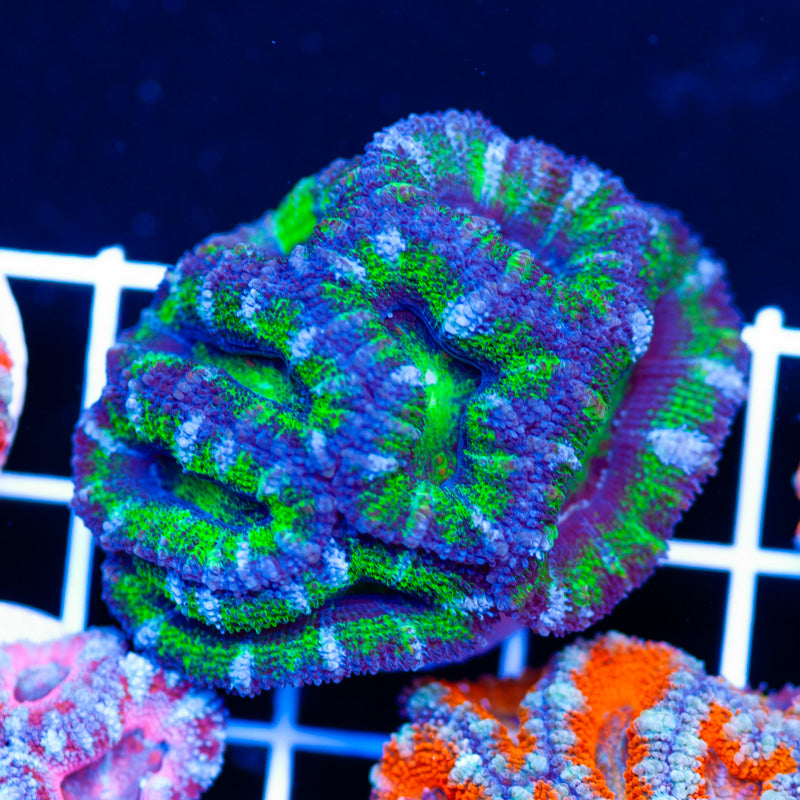 Awesome Aussie Acan #17