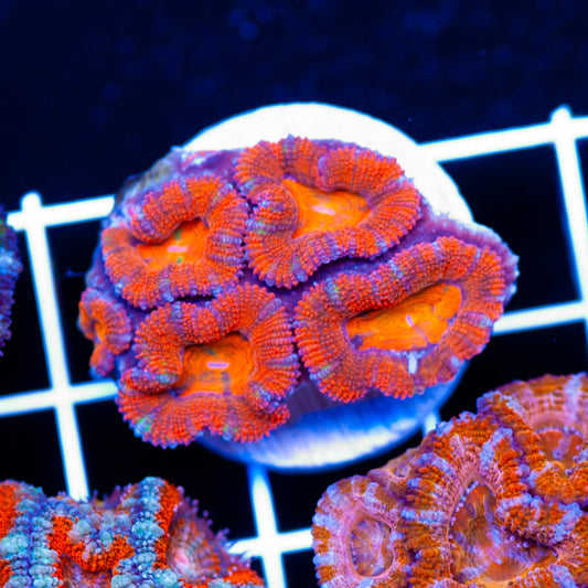 Awesome Aussie Acan #18