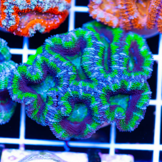 Awesome Aussie Acan #20
