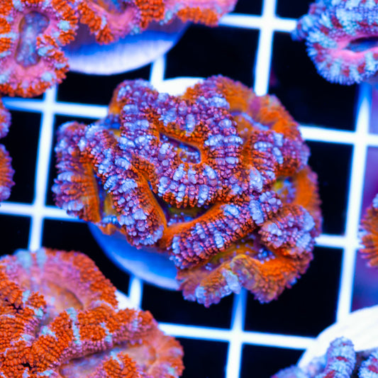 Awesome Aussie Acan #22