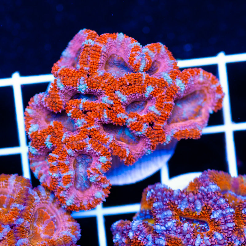 Awesome Aussie Acan #23