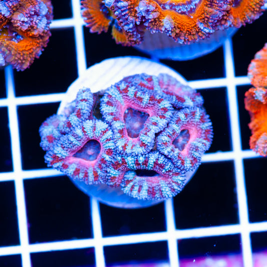 Awesome Aussie Acan #24