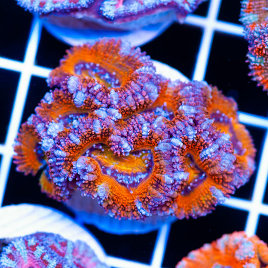 Awesome Aussie Acan #25