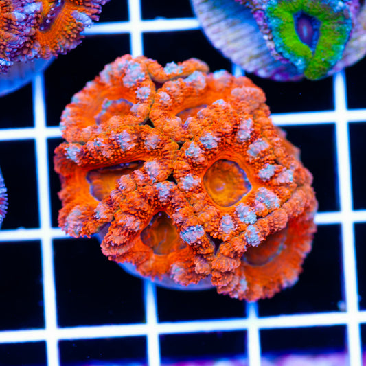 Awesome Aussie Acan #26