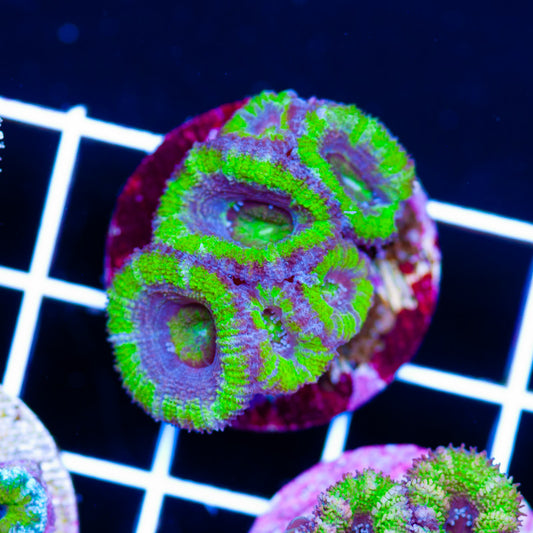 Awesome Aussie Acan #27