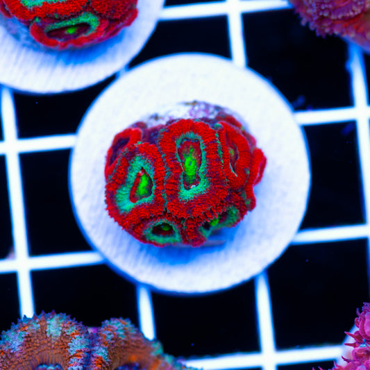 OG UFO MIcromussa #1