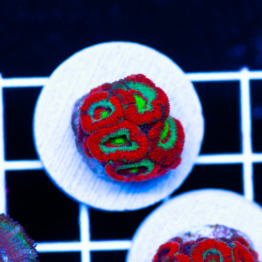 OG UFO Micromussa #2
