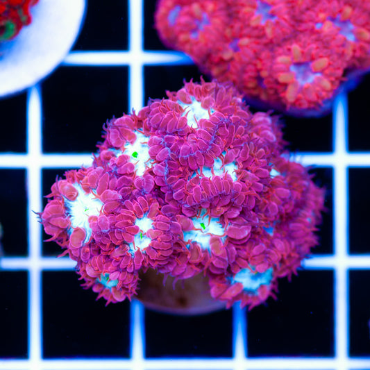CC Fire and Ice Blastomussa Merletti