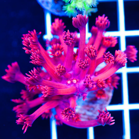 Auction ORA Red Goniopora