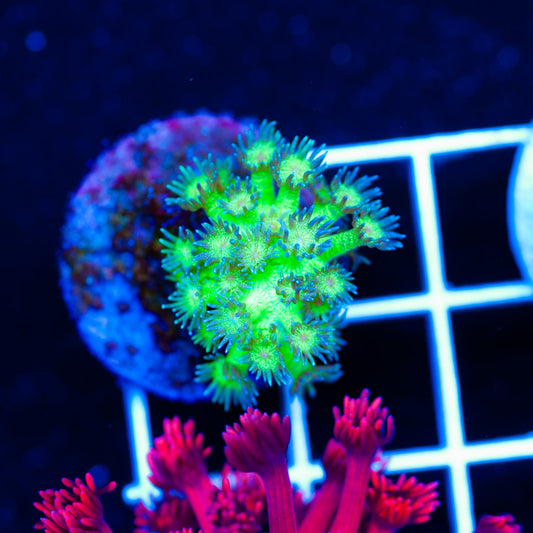 Auction Glitter Goniopora