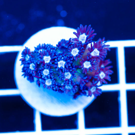 Auction Frostbite Goniopora