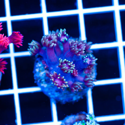 Auction Hellfire Goniopora