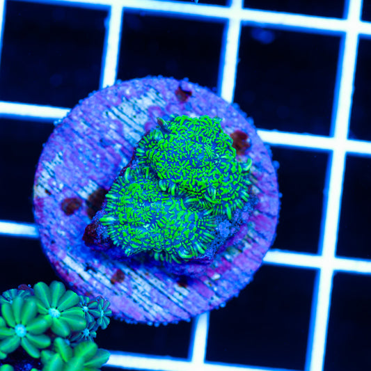Auction Radical Rhodactis #1