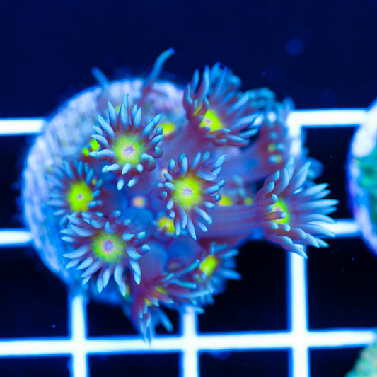 Auction Osaka Sun Goniopora