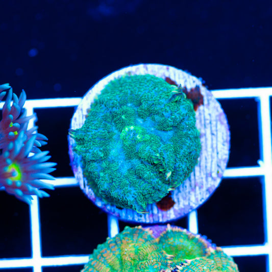 Auction Radical Rhodactis #2