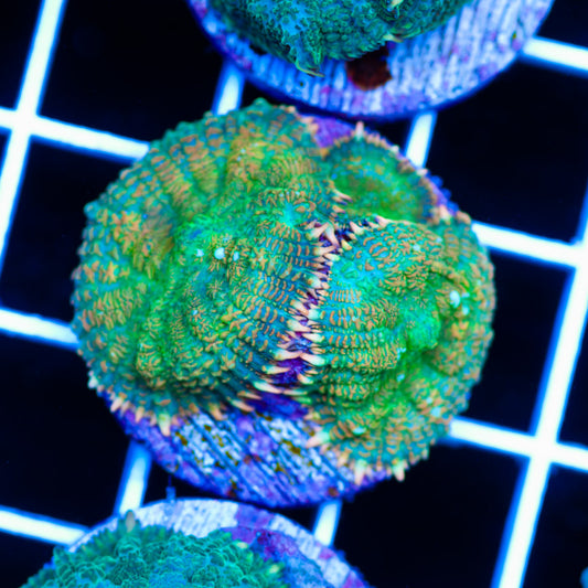 Auction Radical Rhodactis #3