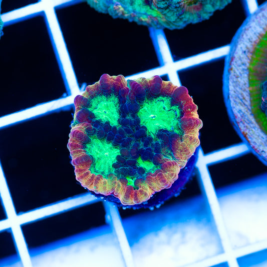 Auction JF Psycho Rainbow Favia