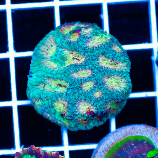 Auction CC Paradise Favia