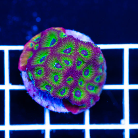 Auction RR Spicy Lemon Favia
