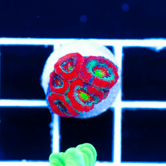 Auction OG UFO Micromussa