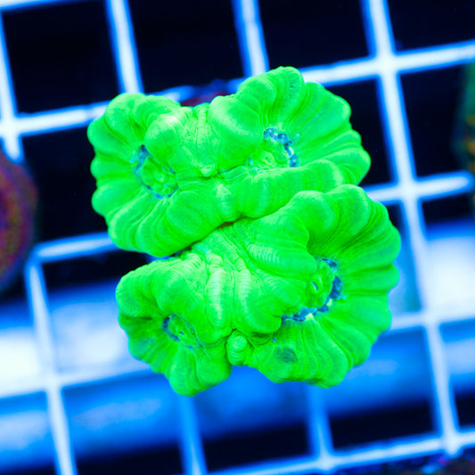 Kryptonite Candy Cane