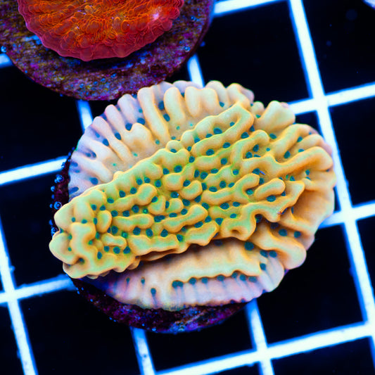 Auction WWC Kung Pao Montipora