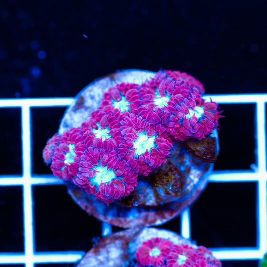 Auction CC Fire n Ice Blasto
