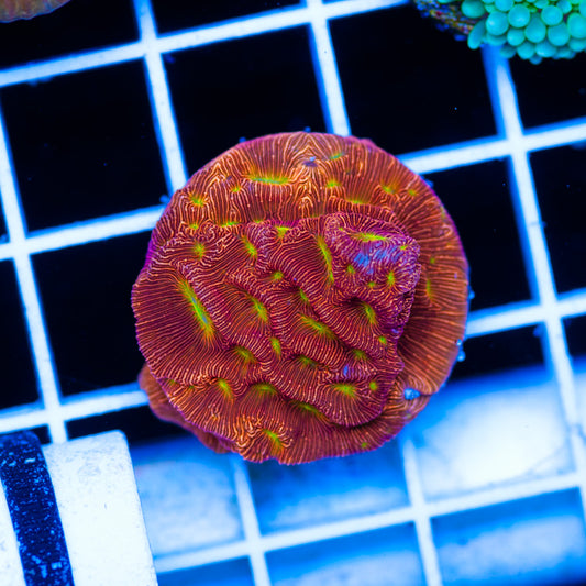 Auction JF Lethal Leptoseris