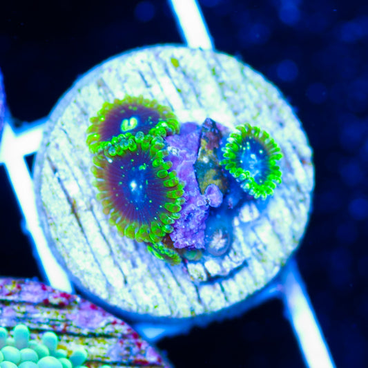 Auction Exosphere Zoas