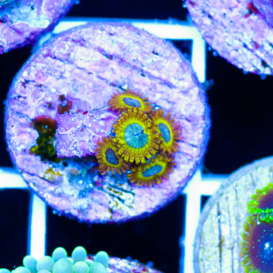 Auction OG Pikachu Zoas #1