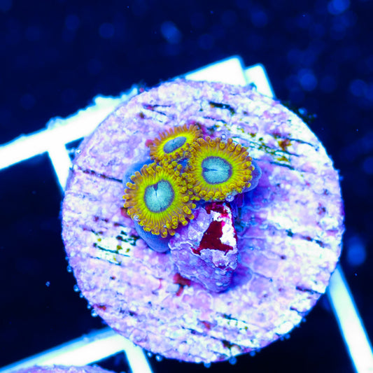Auction Pikachu Zoas #2