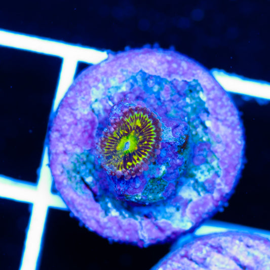 Auction Frankie's Acid Trip Zoa